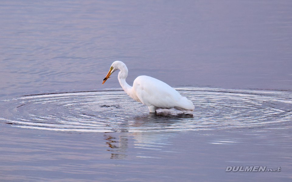 01 Great White Egret (Ardea alba)